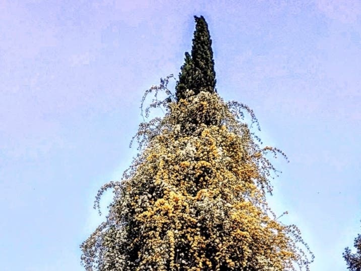 A profusion of climbing flowers surround an evergreen.