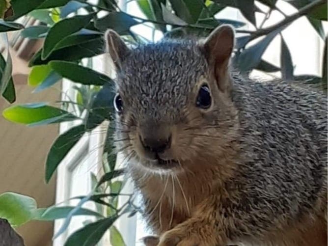 Squirrel, Oakland, Calif.