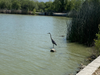 Great Blue Heron in Lake Elizabeth, Central Park, Fremont, Calif.