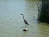 Great Blue Heron in Lake Elizabeth, Central Park, Fremont, Calif.