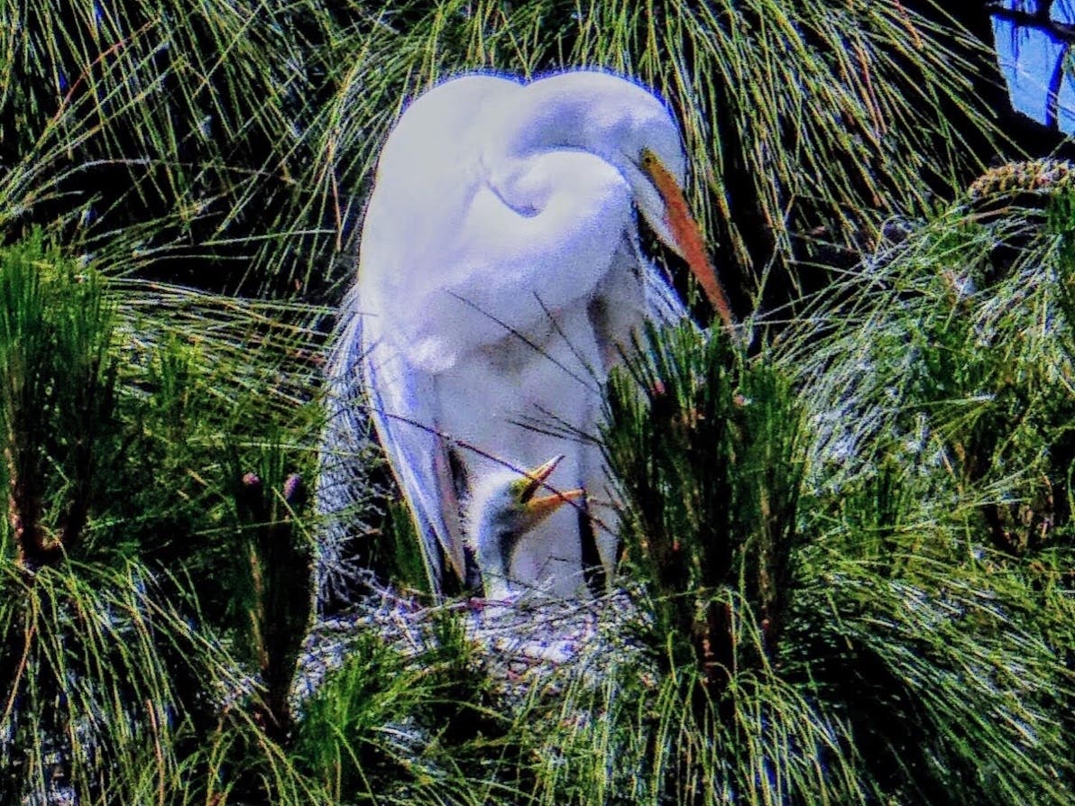 An adult egret with chick in nest on Bay Farm Island, Alameda, Calif.
