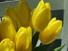 A bouquet of yellow tulips in Walnut Creek, Calif.