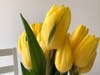 A bouquet of yellow tulips in Walnut Creek, Calif.