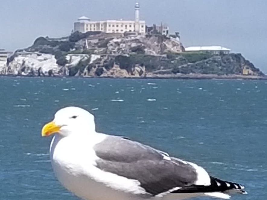 A sea gull, with Alcatraz Island in the distance, San Francisco, Calif.
