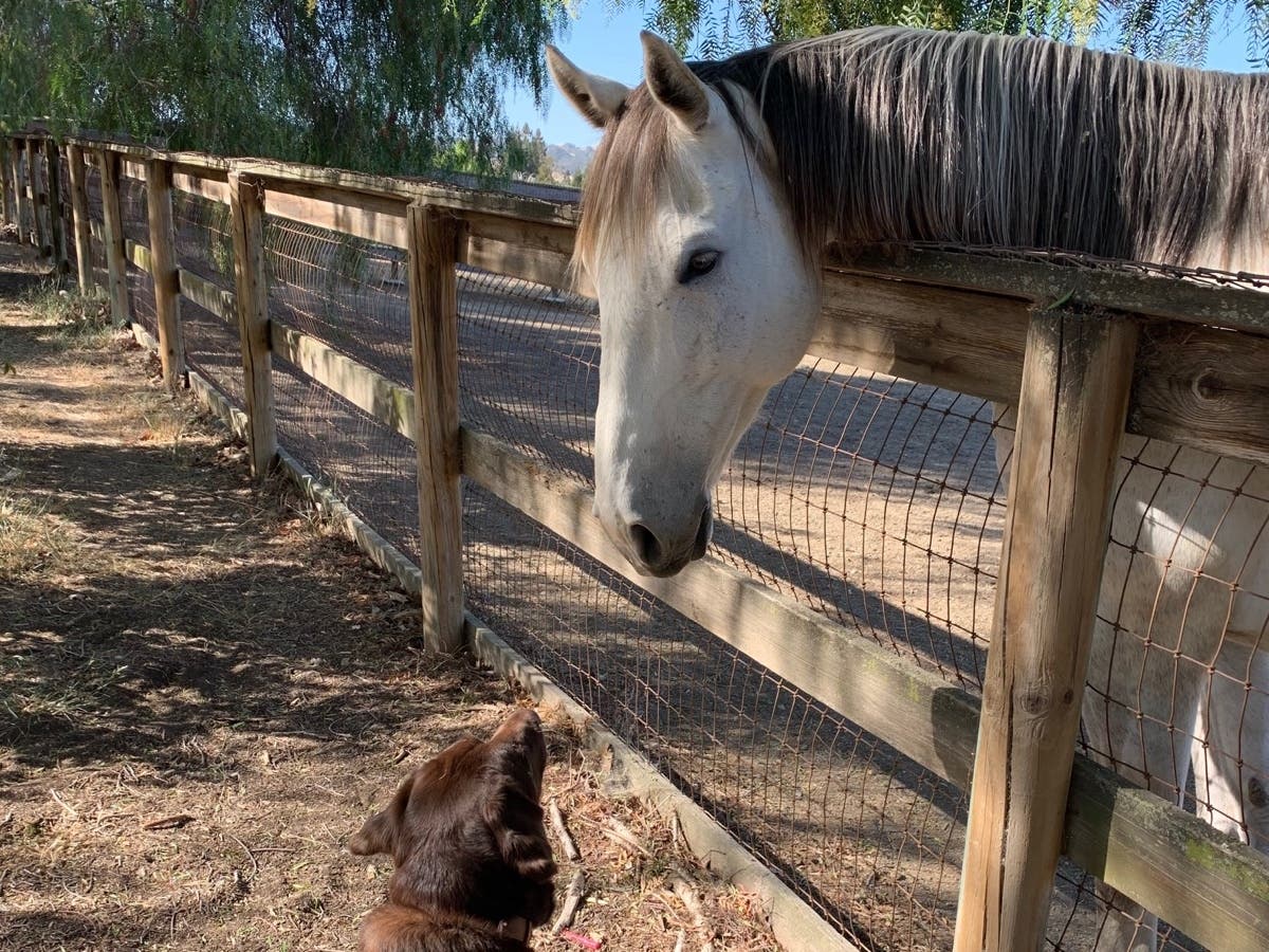 A chocolate lab and a horse, Walnut Creek, Calif.