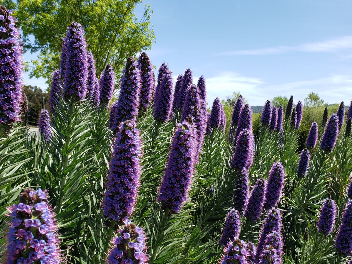 Flowers blooming, Hercules, Calif.
