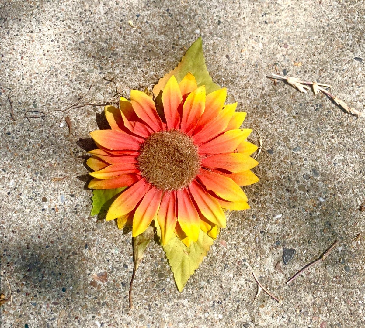 Flower on a sidewalk, Alameda, Calif.