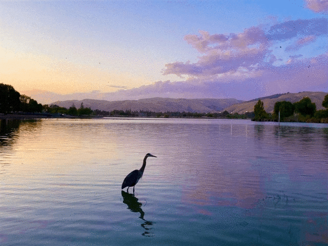Great Blue Heron in Lake Elizabeth, Central Park, Fremont, Calif.
