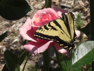 A swallowtail butterfly on a pink rose, Walnut Creek, Calif.