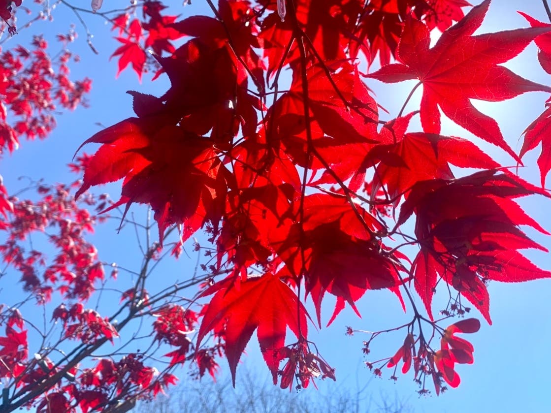 Maple tree in Alameda, Calif.