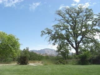 Lar Rieu Park in Walnut Creek, Calif., with Mt. Diablo in the distance.