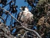 Peregrine falcon in tree, Alameda, Calif.