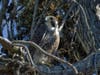 Peregrine falcon in tree, Alameda, Calif.