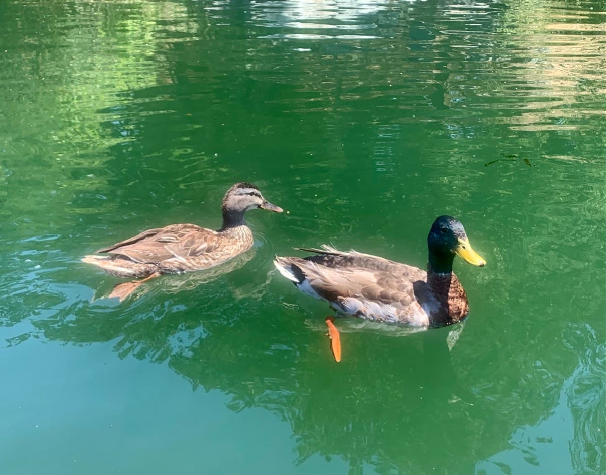 Mallard duck pair, American River, Sacramento, Calif.