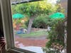 Fawns from the kitchen window, Walnut Creek, Calif.