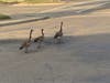 Canada geese in Alameda, Calif.