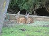 Fawns in a suburban yard, Walnut Creek, Calif.