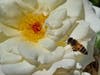 Honeybee selecting a rose.