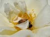 Bee on a white rose with yellow pollen, Walnut Creek, Calif.