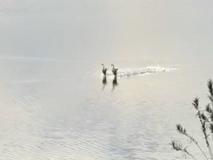 Ducks perform a mating ritual at Quarry Lakes Regional Park.