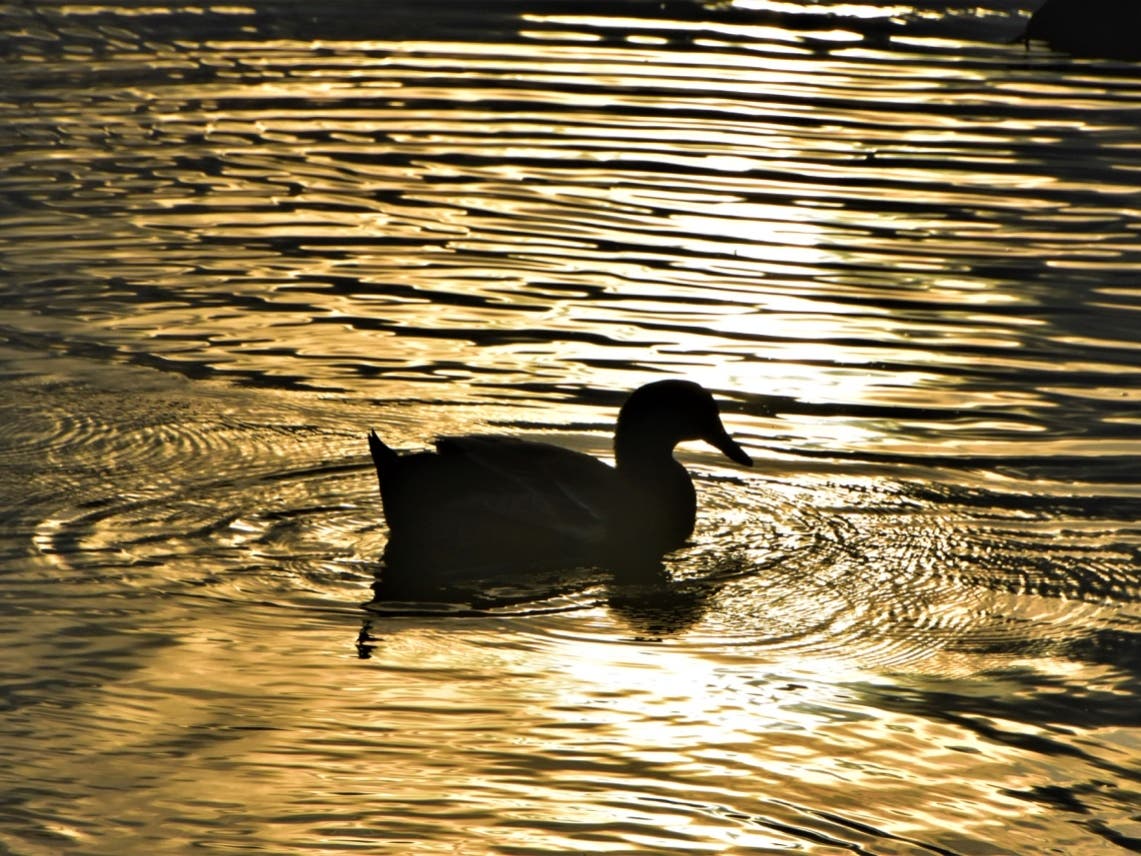 Silhouette of duck in Lake Elizabeth, Central Park, Fremont, Calif.
