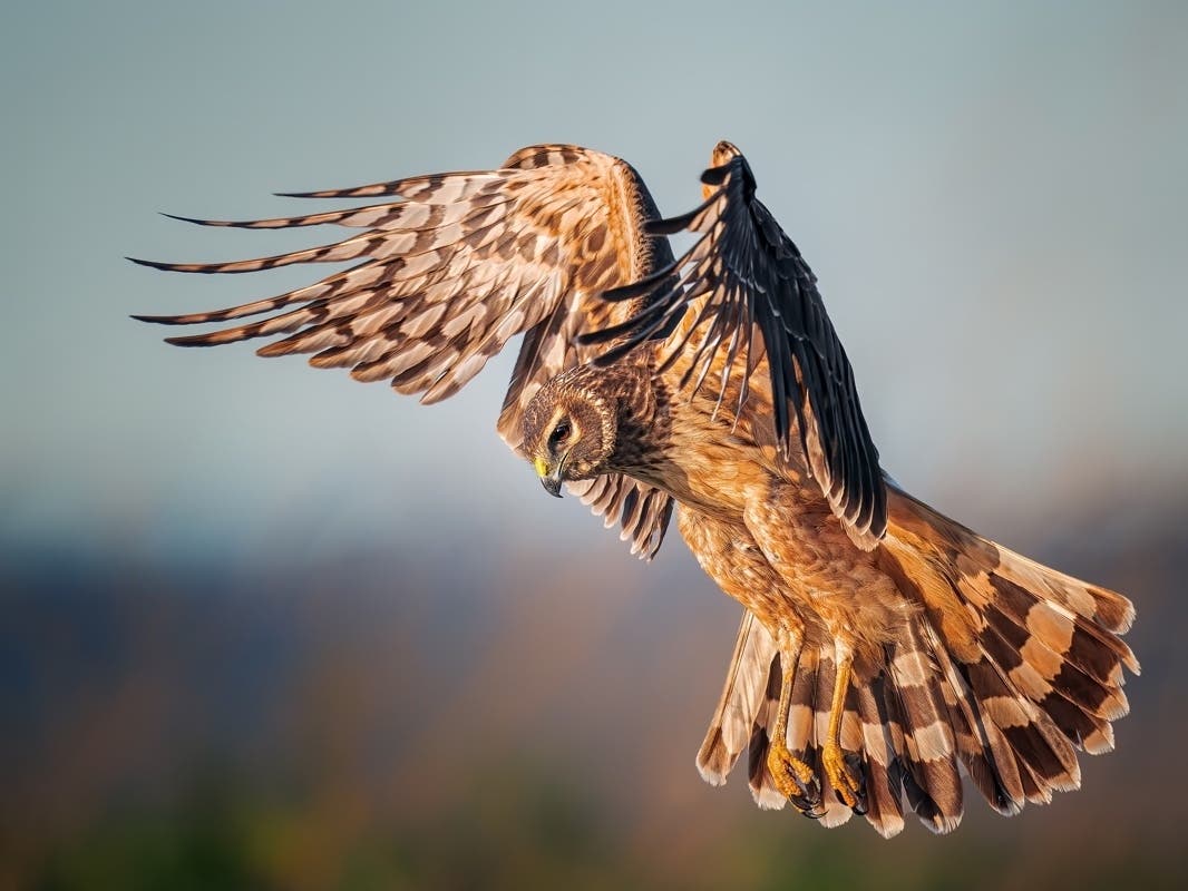 This photo snapped in Fremont won a national award.