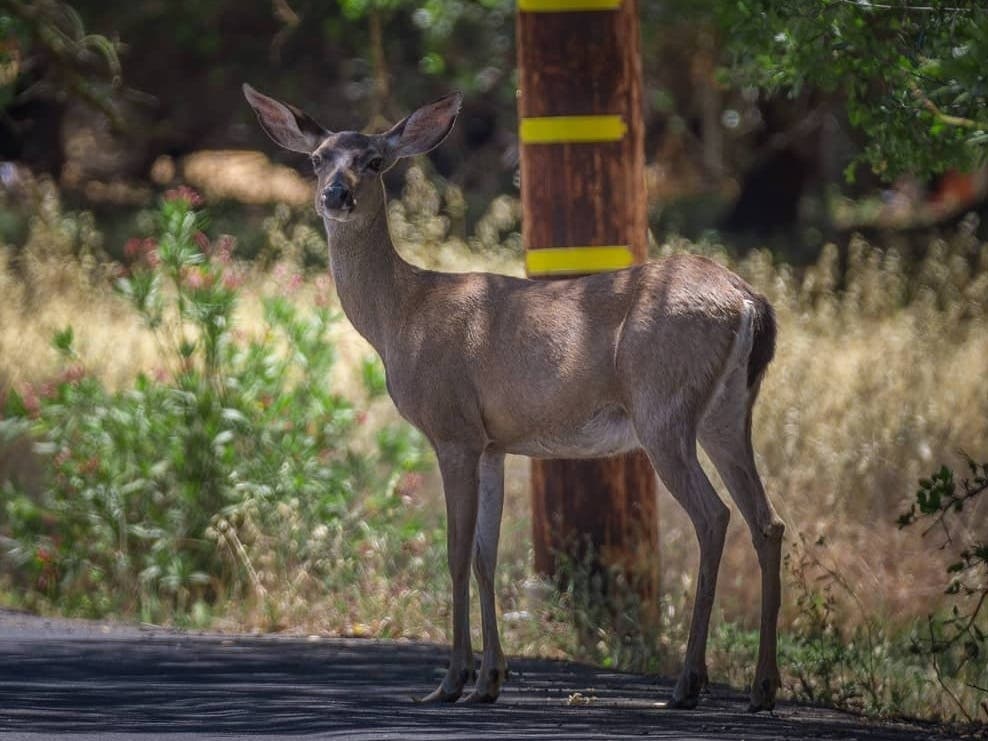 Deer on Mt. Diablo, California