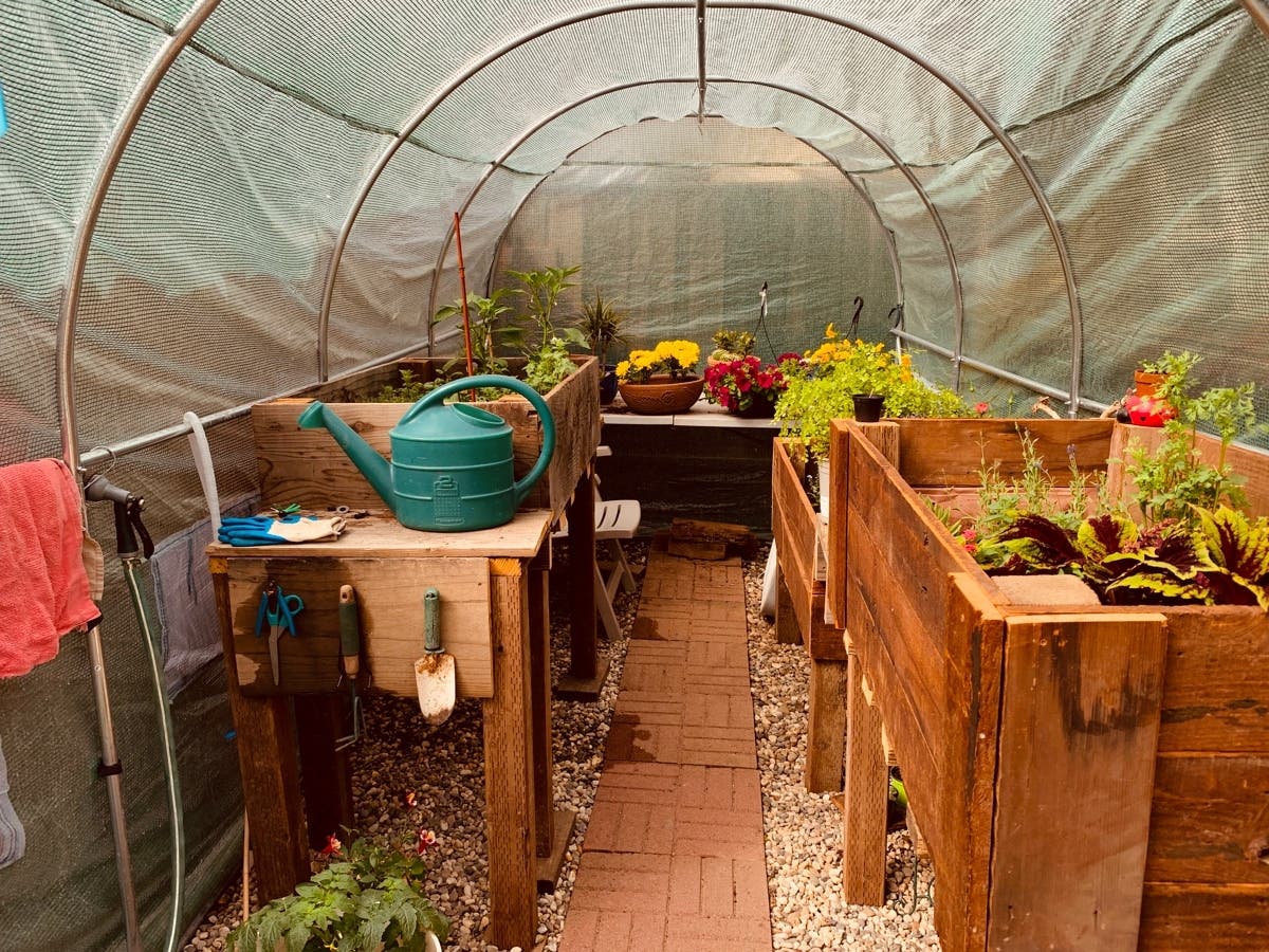 Fresh plants in the greenhouse.