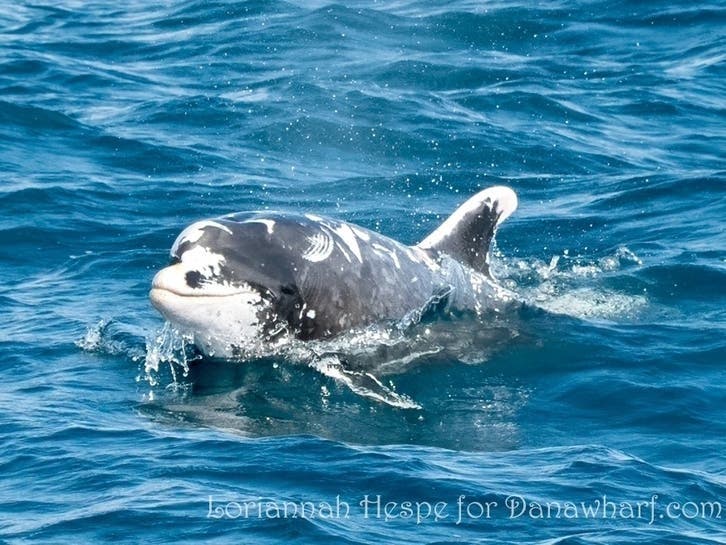  Patches returned to Dana Point this week alongside a baby bottlenose dolphin.