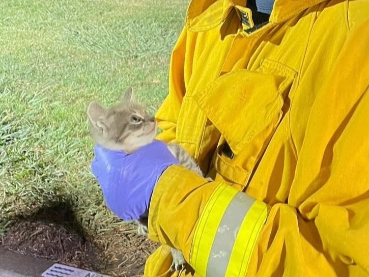 Rescued kitten gazing adoringly at firefighter who pulled it from a storm drain.