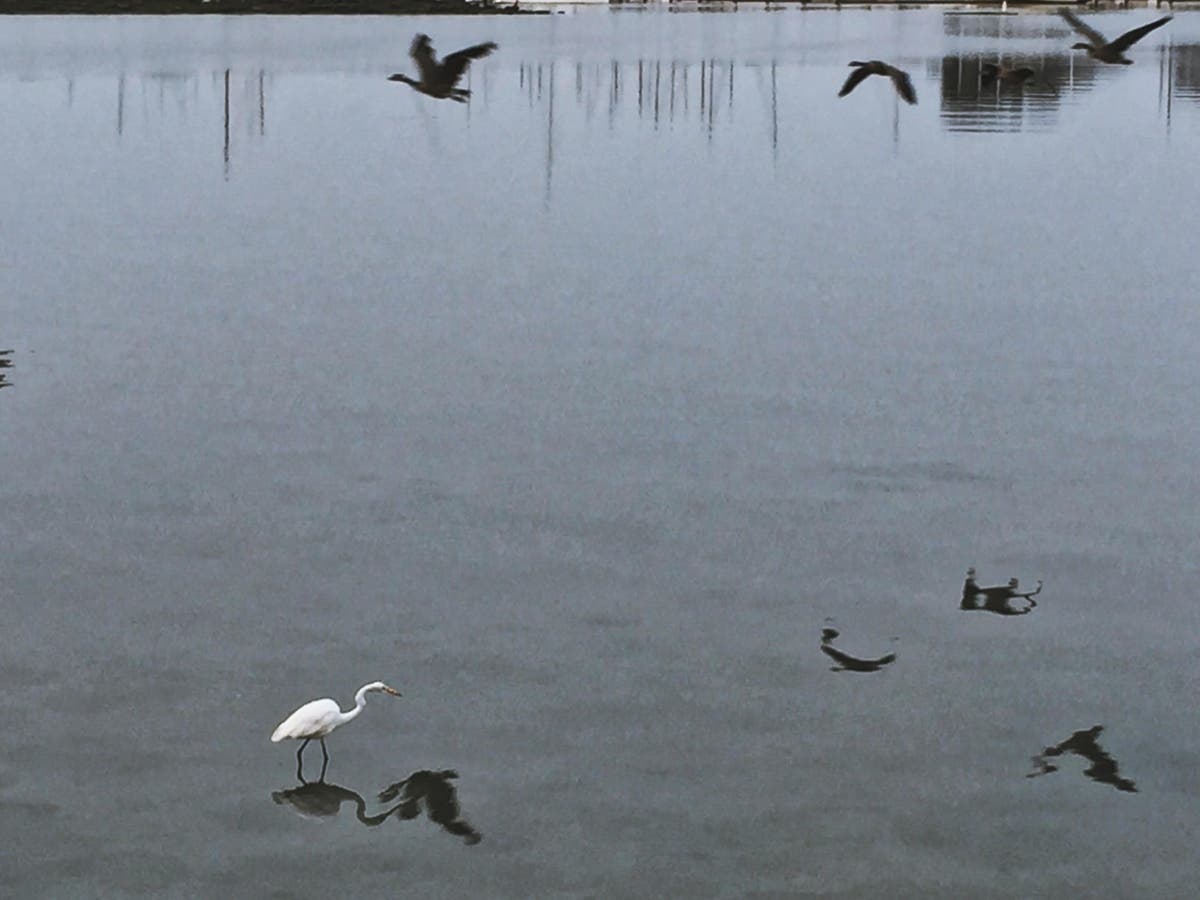 Egret and geese, Alameda, Calif.