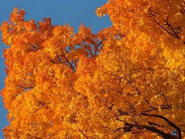 Fall is the favorite time of year for many people.