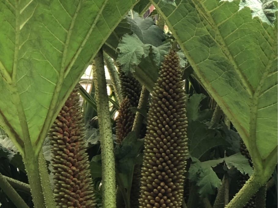 This glimpse of the 5 acre public garden shows the wonders that await at Salesforce.