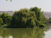 A tree reflected in the water, Fremont, Calif.