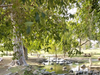 Central Park, Fremont, Calif.