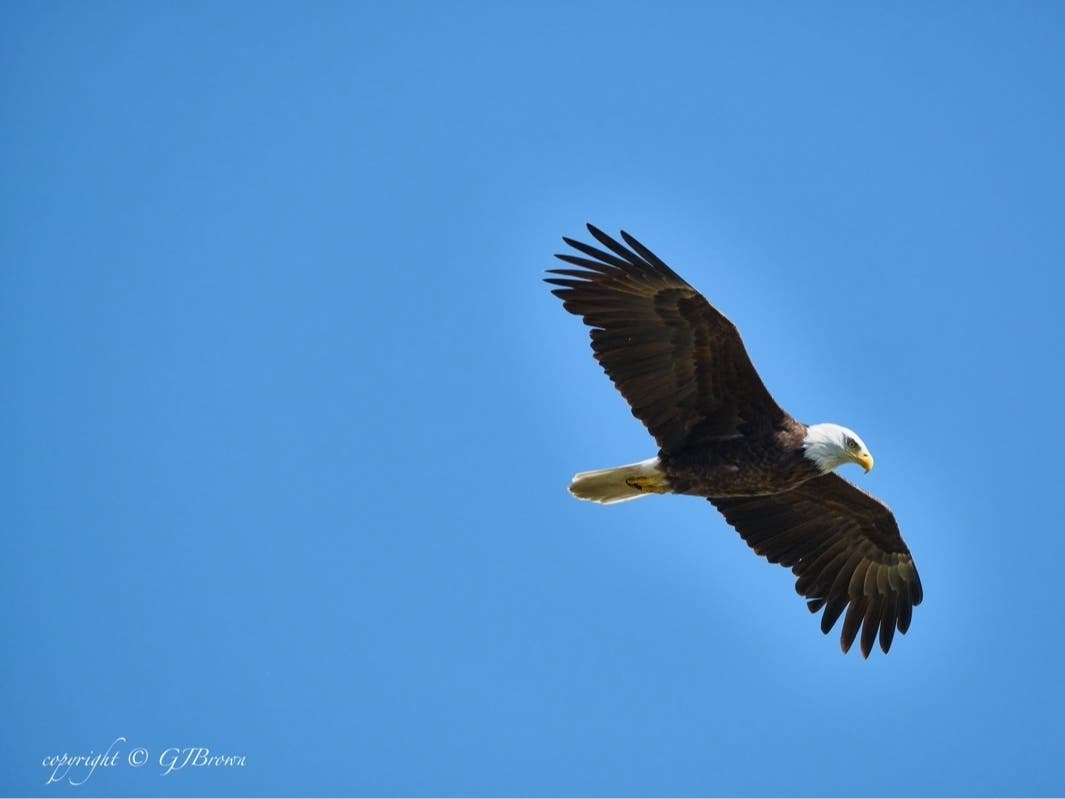 https://patch.com/img/cdn20/users/21854731/20210913/120040/styles/patch_image/public/eagle-in-flight-1___13114743342.jpg