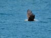 An adult bald eagle in flight at Quarry Lakes Regional Park in Fremont, Calif.
