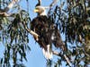A juvenile bald eagle at Quarry Lakes Regional Park in Fremont, Calif.