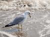 Seagull in the surf at South Beach, Alameda, Calif.