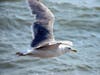 Seagull flies over San Francisco Bay at South Beach, Alameda, Calif.