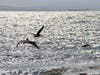 Pelicans fly over San Francisco Bay at Alameda, Calif.