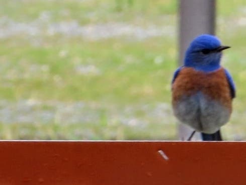 Bluebird perched on a sign at a park in Alameda in 2020.