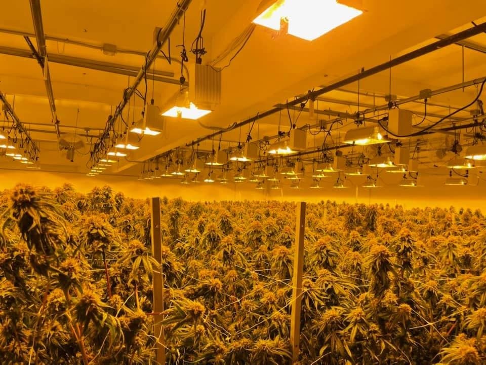 Part of a $10 million marijuana grow operation that was taken down on Wednesday.