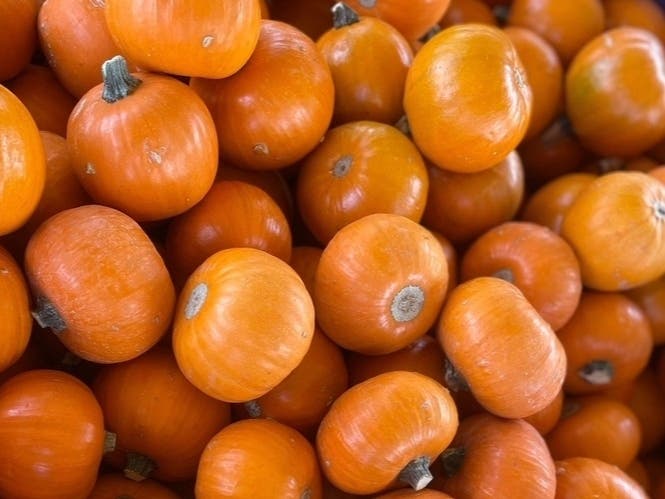 If you correctly store the best pumpkins plucked from the patches and fields around Castro Valley, they’ll last well into fall — for a couple or even three months.