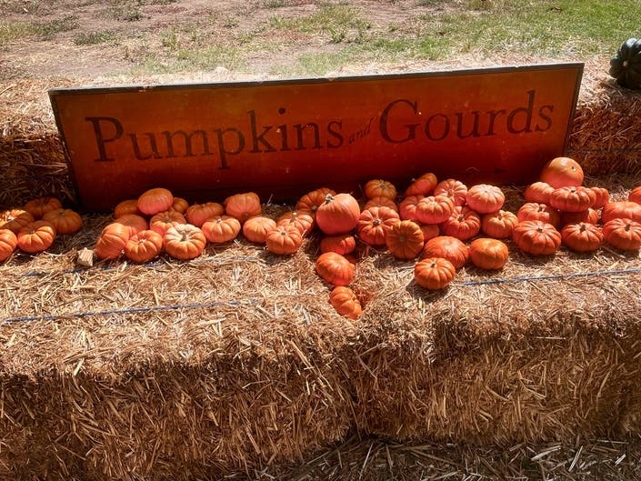 If you correctly store the best pumpkins plucked from the patches and fields around Alameda, they’ll last well into fall — for a couple or even three months.