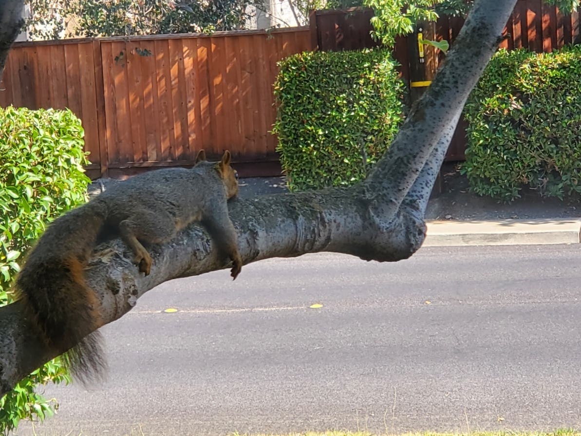 This squirrel rests in the afternoon heat.