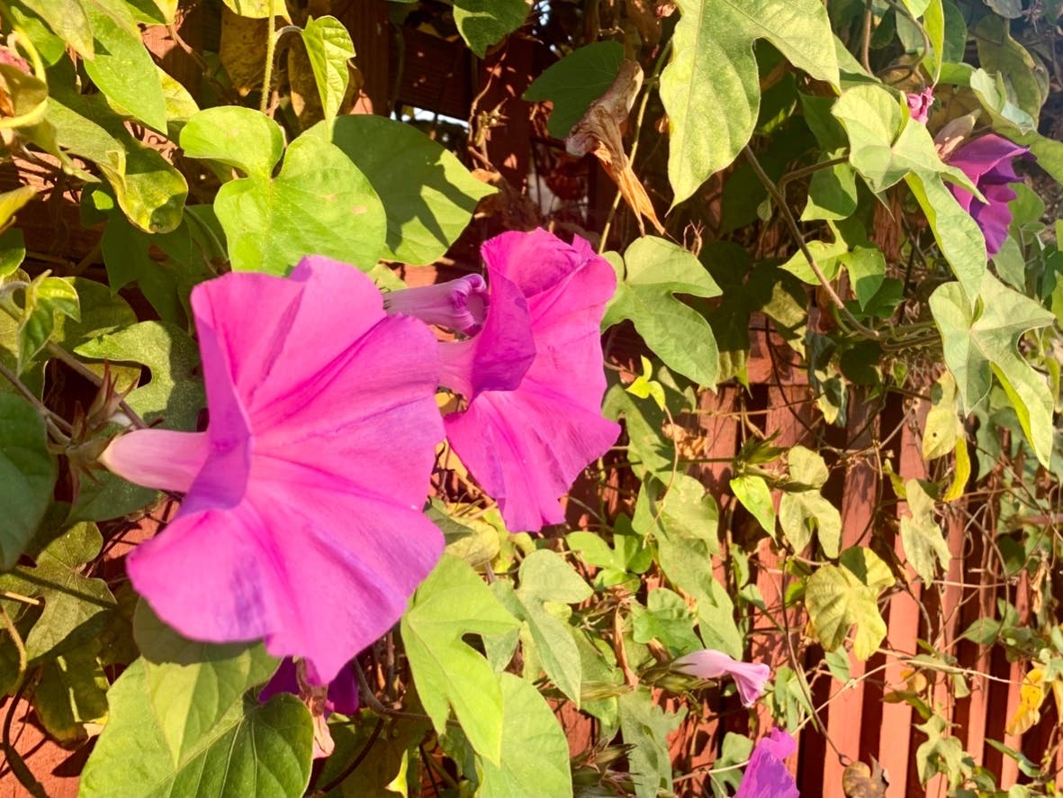 Petunias blooming in October in Alameda.
