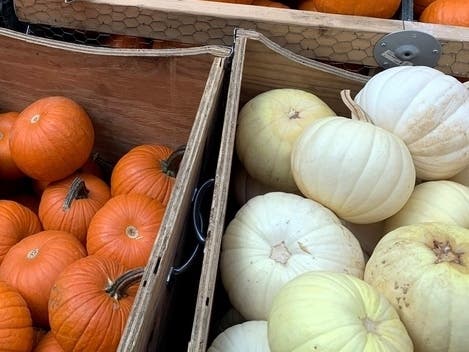 White pumpkins are growing in popularity.