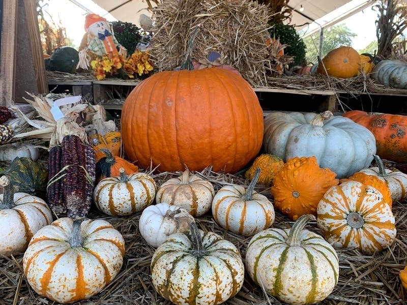 White pumpkins are growing in popularity.