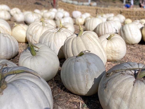 White pumpkins are growing in popularity.